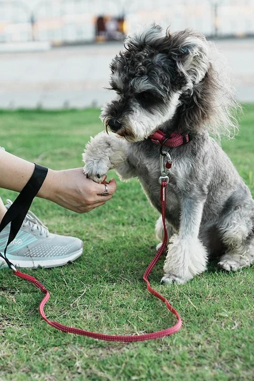 Truelove Lightweight Reflective Dog Leash High Quality Small Adjustable Pet Cat Set Cute Puppy Luxury Designer Dog Leash TLL2772
