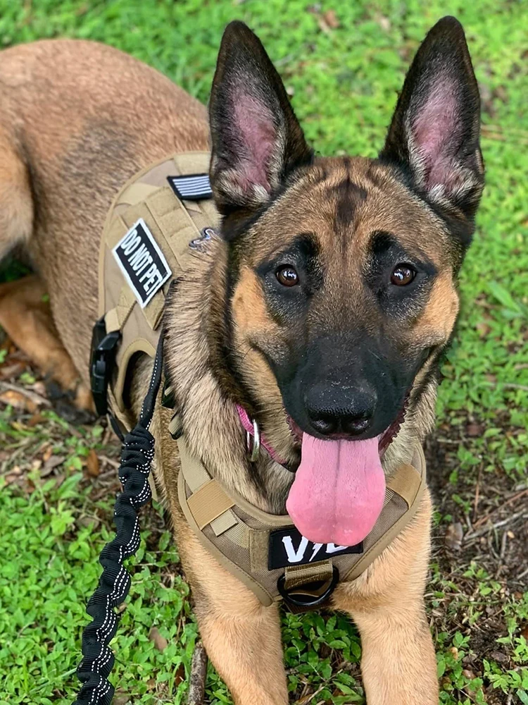 Large Dog Harness for German Shepherd Malinois Training Walking Pet Vest Dog Harnesses For Medium Large Dogs Accessories Large Dog Harness for German Shepherd Malinois Training Walking Pet Vest Dog Harnesses For Medium Large Dogs Accessories